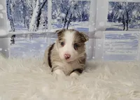 Winter, a female Border Collie for sale in Avilla, IN – Photo 1 of 6