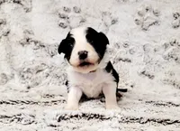 Jenna, a female Border Collie for sale in Avilla, IN – Photo 1 of 10