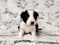 Jenna, a female Border Collie for sale in Avilla, IN – Photo 3 of 10