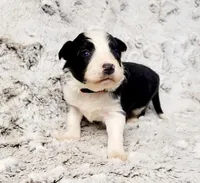Jenna, a female Border Collie for sale in Avilla, IN – Photo 4 of 10