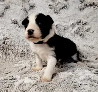 Jenna, a female Border Collie for sale in Avilla, IN – Photo 10 of 10