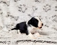 Jenna, a female Border Collie for sale in Avilla, IN – Photo 8 of 10