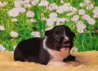 Ace, a male Border Collie for sale in Avilla, IN – Photo 7 of 10