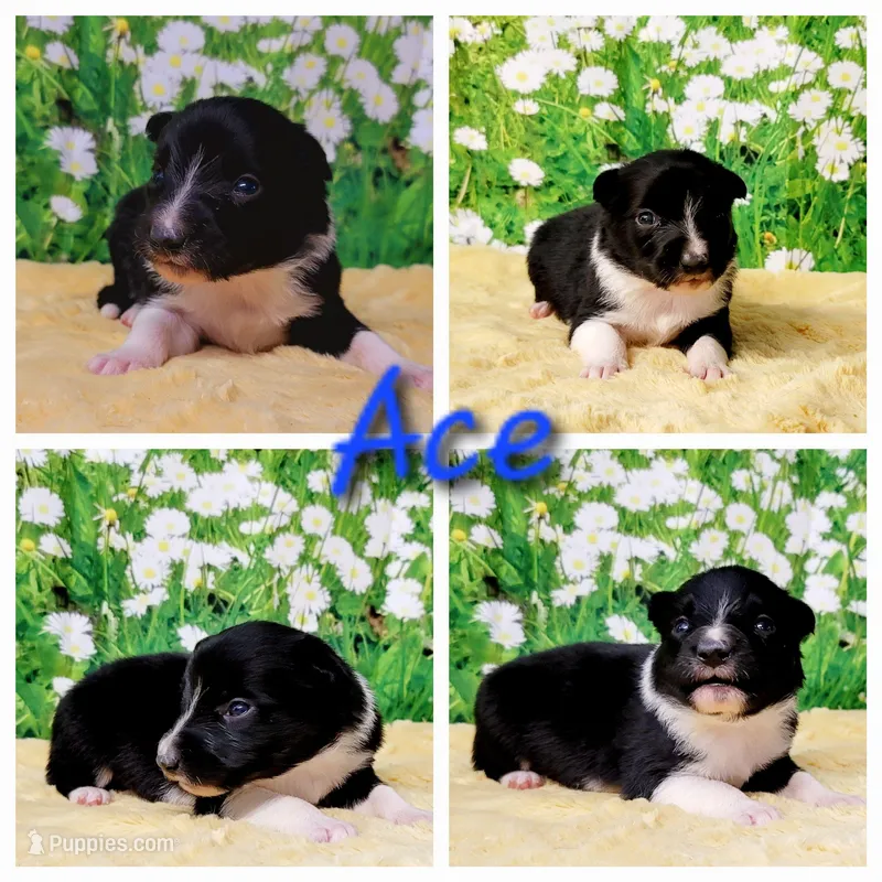 Ace, a male Border Collie for sale in Avilla, IN – Photo 1 of 10