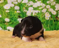 Ace, a male Border Collie for sale in Avilla, IN – Photo 5 of 10