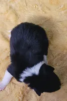 Ace, a male Border Collie for sale in Avilla, IN – Photo 4 of 10