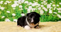 Ace, a male Border Collie for sale in Avilla, IN – Photo 10 of 10