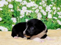 Ace, a male Border Collie for sale in Avilla, IN – Photo 9 of 10