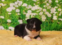 Ace, a male Border Collie for sale in Avilla, IN – Photo 8 of 10