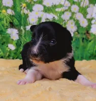 Ace, a male Border Collie for sale in Avilla, IN – Photo 3 of 10