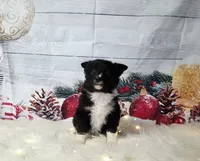 Feta, a female Border Collie for sale in Avilla, IN – Photo 9 of 10