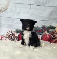 Feta, a female Border Collie for sale in Avilla, IN – Photo 7 of 10