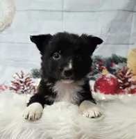 Feta, a female Border Collie for sale in Avilla, IN – Photo 4 of 10
