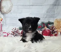 Feta, a female Border Collie for sale in Avilla, IN – Photo 5 of 10