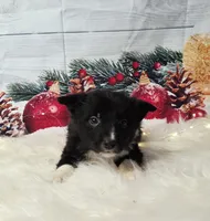 Feta, a female Border Collie for sale in Avilla, IN – Photo 2 of 10