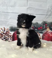 Feta, a female Border Collie for sale in Avilla, IN – Photo 6 of 10