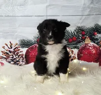 Feta, a female Border Collie for sale in Avilla, IN – Photo 8 of 10