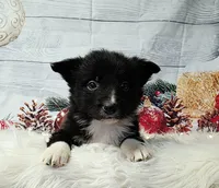 Feta, a female Border Collie for sale in Avilla, IN – Photo 10 of 10
