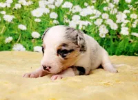 Chip, a female Border Collie for sale in Avilla, IN – Photo 2 of 10