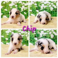 Chip, a female Border Collie for sale in Avilla, IN – Photo 1 of 10