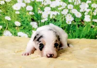 Chip, a female Border Collie for sale in Avilla, IN – Photo 9 of 10