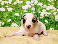 Chip, a female Border Collie for sale in Avilla, IN – Photo 5 of 10