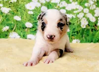 Chip, a female Border Collie for sale in Avilla, IN – Photo 4 of 10