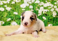 Chip, a female Border Collie for sale in Avilla, IN – Photo 7 of 10