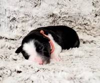 Dixie, a female Border Collie for sale in Avilla, IN – Photo 3 of 10