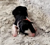 Dixie, a female Border Collie for sale in Avilla, IN – Photo 5 of 10