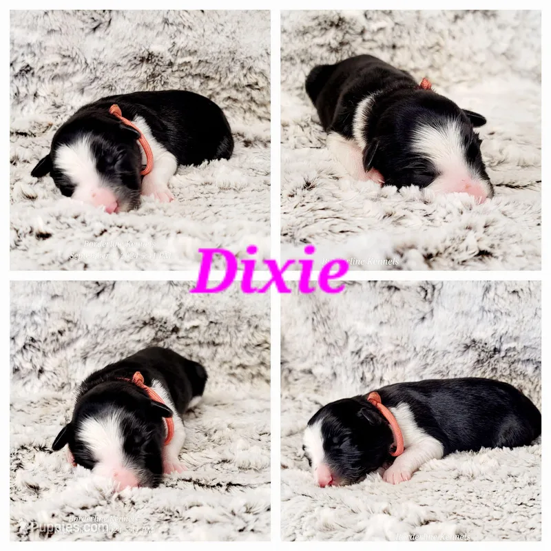 Dixie
