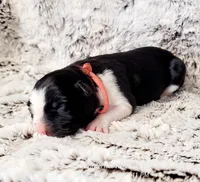 Dixie, a female Border Collie for sale in Avilla, IN – Photo 6 of 10