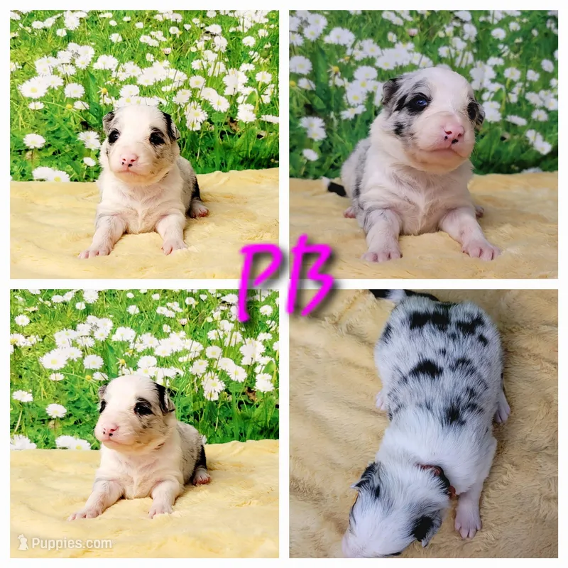 PB, a female Border Collie for sale in Avilla, IN – Photo 1 of 8