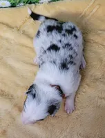 PB, a female Border Collie for sale in Avilla, IN – Photo 5 of 8