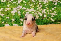 PB, a female Border Collie for sale in Avilla, IN – Photo 4 of 8