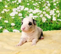 PB, a female Border Collie for sale in Avilla, IN – Photo 7 of 8