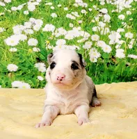 PB, a female Border Collie for sale in Avilla, IN – Photo 8 of 8