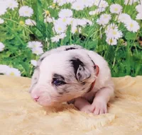 PB, a female Border Collie for sale in Avilla, IN – Photo 2 of 8