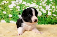 Keith, a male Border Collie for sale in Avilla, IN – Photo 9 of 10