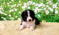 Keith, a male Border Collie for sale in Avilla, IN – Photo 3 of 10