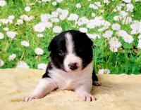 Keith, a male Border Collie for sale in Avilla, IN – Photo 7 of 10