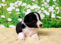 Keith, a male Border Collie for sale in Avilla, IN – Photo 6 of 10