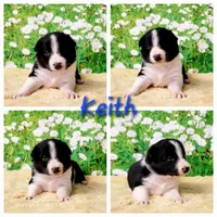 Keith, a male Border Collie for sale in Avilla, IN – Photo 1 of 10