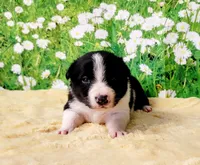 Keith, a male Border Collie for sale in Avilla, IN – Photo 8 of 10