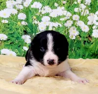 Keith, a male Border Collie for sale in Avilla, IN – Photo 10 of 10