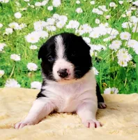 Keith, a male Border Collie for sale in Avilla, IN – Photo 5 of 10