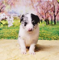 James, a male Border Collie for sale in Avilla, IN – Photo 4 of 9