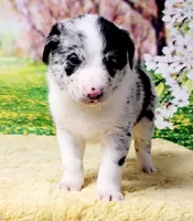 James, a male Border Collie for sale in Avilla, IN – Photo 5 of 9