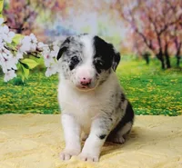 James, a male Border Collie for sale in Avilla, IN – Photo 6 of 9
