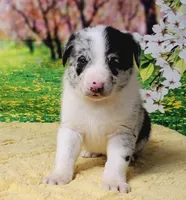 James, a male Border Collie for sale in Avilla, IN – Photo 1 of 9